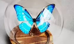画中世界蝴蝶怎么撞破玻璃罩？蝴蝶如何冲破玻璃罩？