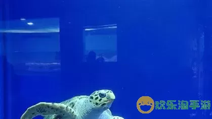 深海水族馆条纹刺尾鱼 深海水族馆展示刺尾鱼