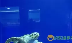 深海水族馆条纹刺尾鱼 深海水族馆展示刺尾鱼