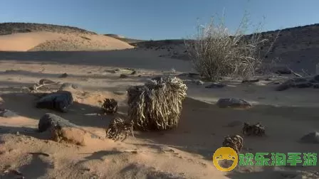 沙漠求生必备的五种东西 沙漠求生五大必备