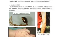 小小蚁国细足火蚁怎么样？小小蚁国细足火蚁饲养攻略