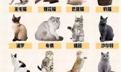 《猫咪挂机》手游300级进入B组。养猫简单加速攻略详解。