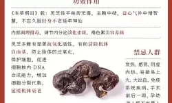 《原神》奶油蘑菇汤食物功效介绍