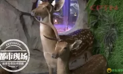 疯狂动物园骑上那头鹿不放手