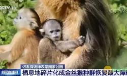 萌猫物语约会公园怎么升三星