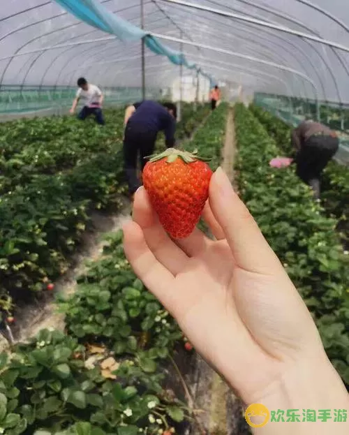 海上小镇草莓在哪