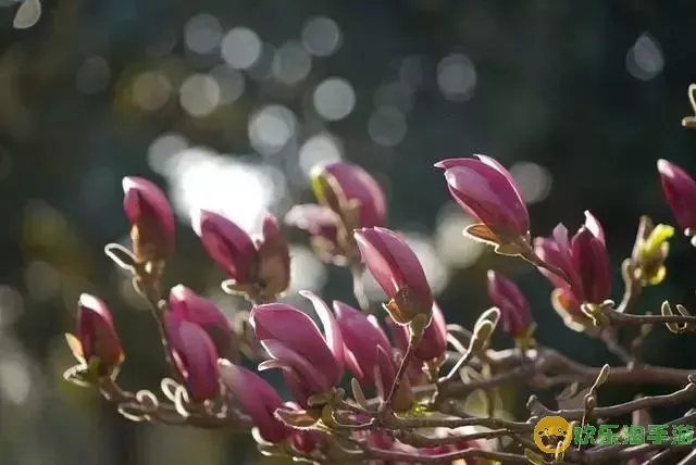 花满唐是哪个公司的